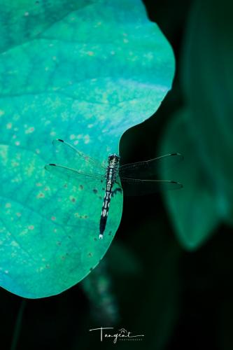 DSCF5179
