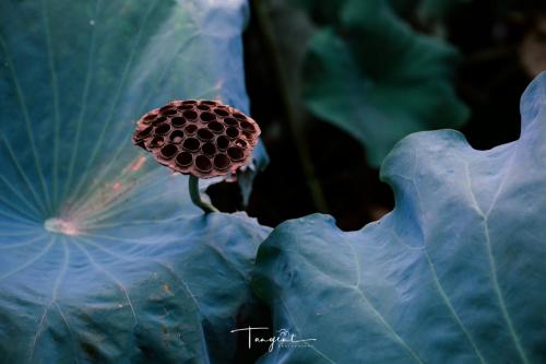 DSCF6325